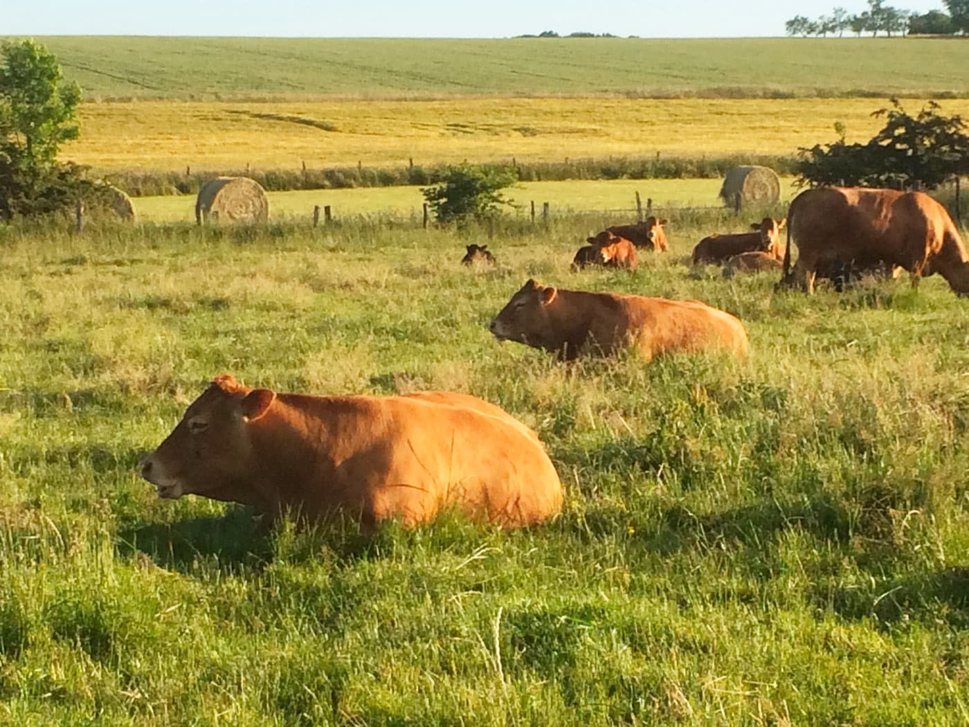 Vaches limousines