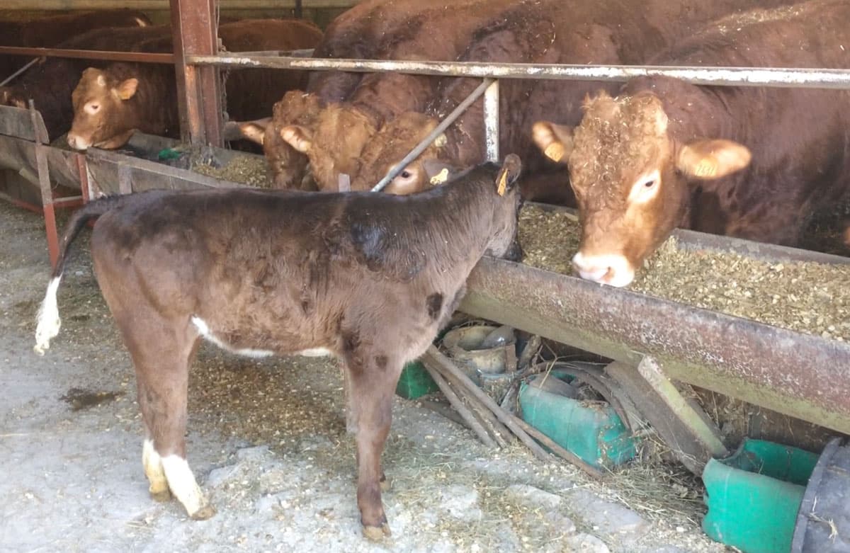 Alimentation bovine de qualité