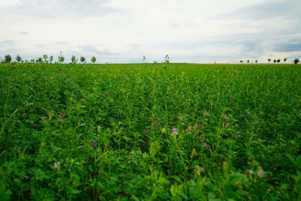 Champ de féverolles