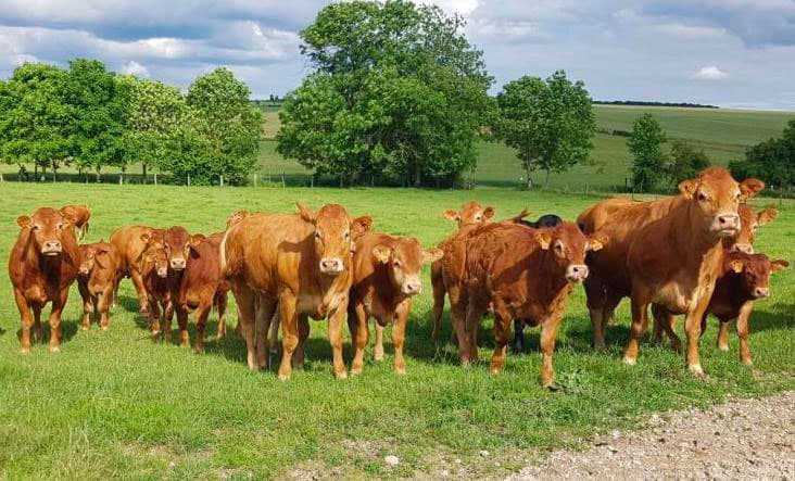 Cheptel de vaches limousines