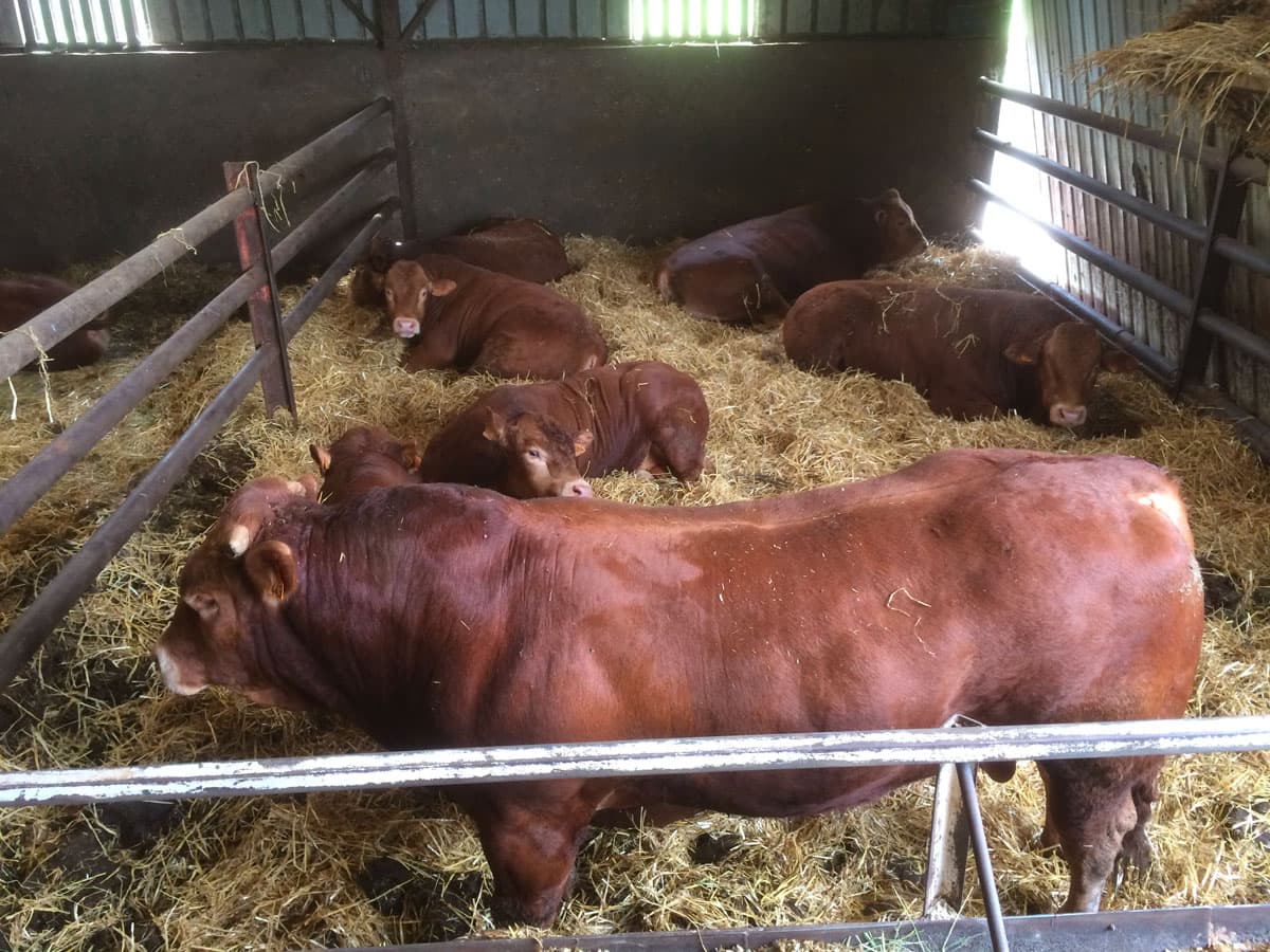Élevage de vaches limousines près de Lunéville, en Lorraine