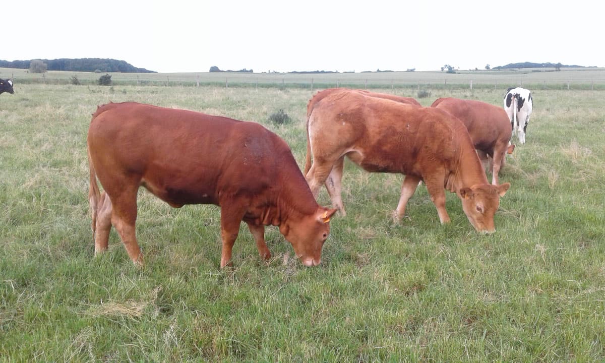 Elevage bovin à Crion, Lorraine 54
