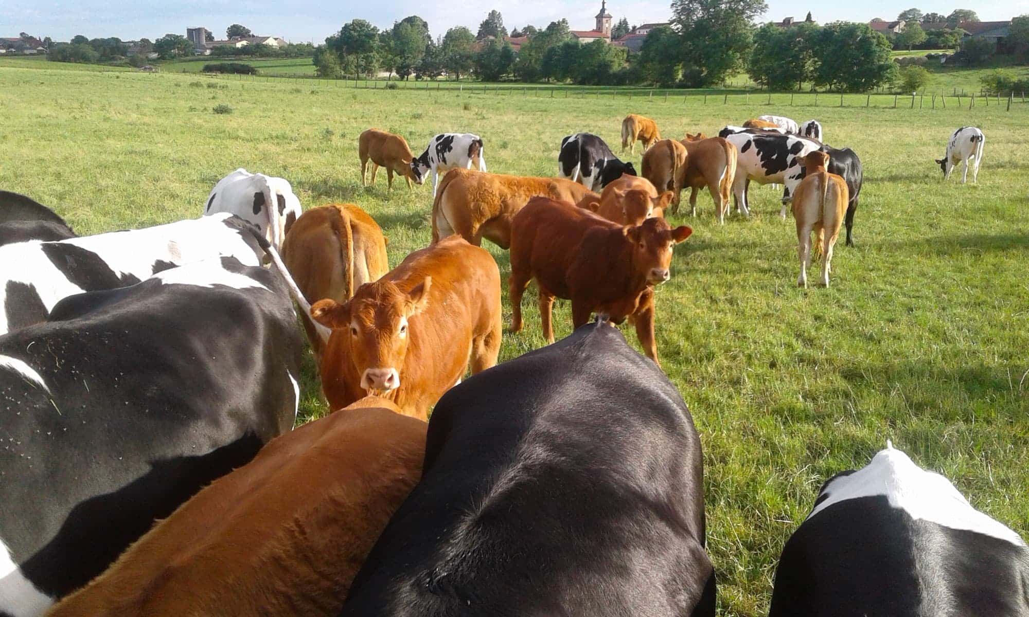 Troupeau de vaches