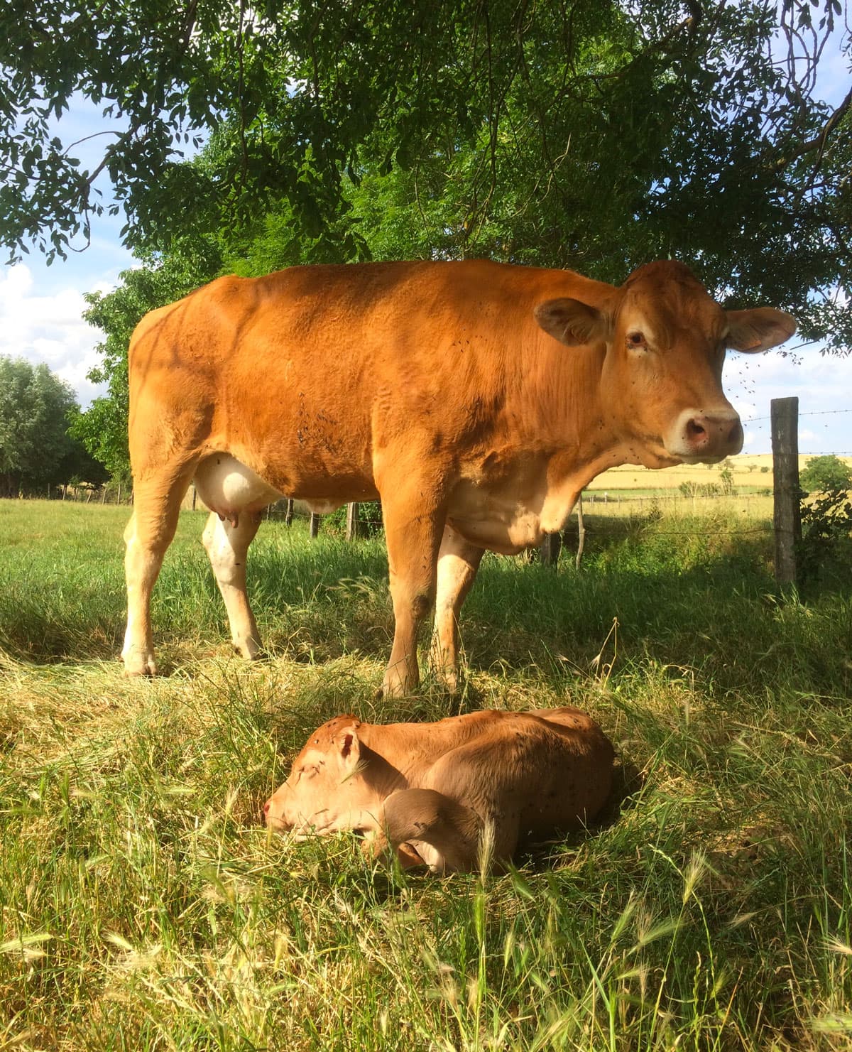 Vache avec son petit