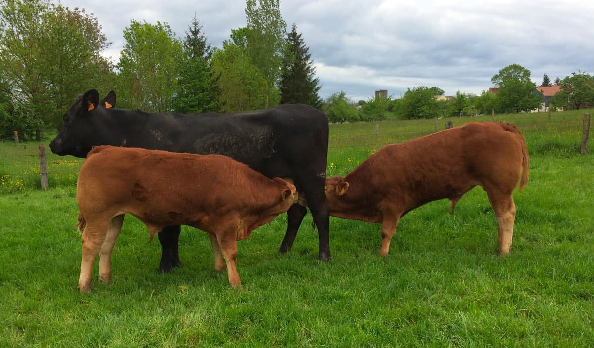 Vente directe de produits fermiers à Crion 54