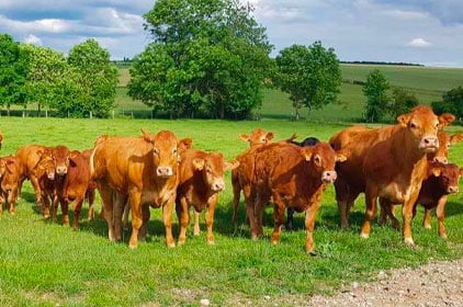 Éleveage de vaches limousines