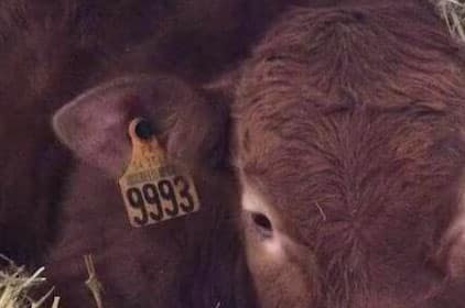 Traçabilité des bovins